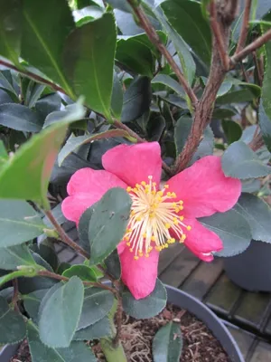 Produktbild von Weihnachtskamelie Yuletide - Camellia x vernalis - Duftzierstrauch - 40-60cm