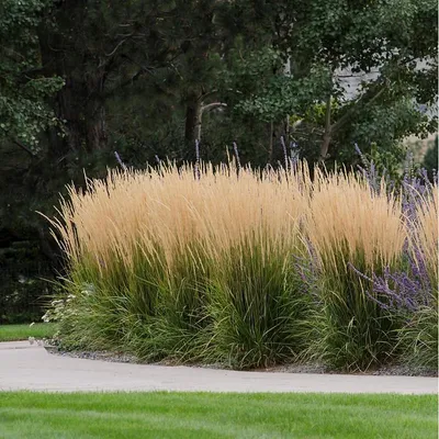 Produktbild von 6 Pflanzen Reitgras 'Karl Foerster', Calamagrostis, P9 Topf