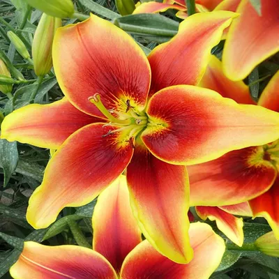 Produktbild von Lilie Lilium Zwiebel Blumen Lilia AOA Hybride Avalon Sunset 1 St.