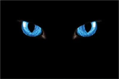 Produktbild von Wallario selbstklebendes Poster - Blaue Katzenaugen bei Nacht, Größe: 100 x 150 cm