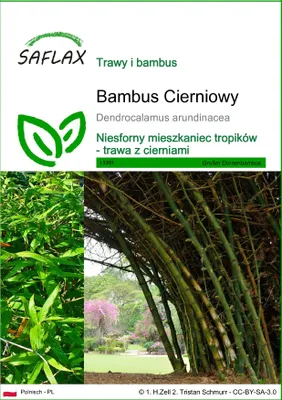 Zdjęcie produktu dla SAFLAX - Bambus Cierniowy - 50 Nasiona - Dendrocalamus arundinacea