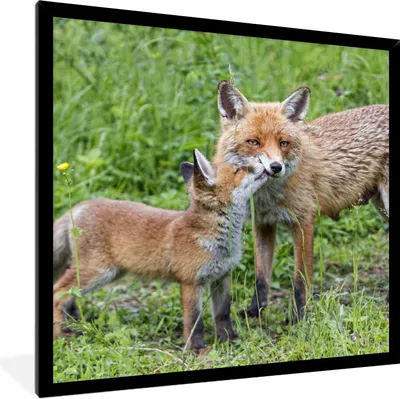 Produktbild von MuchoWow® Gerahmtes Poster Füchse - Kind - Gras 40x40 cm - Poster mit Schwarzem Bilderrahmen Wandposter Rahmen Foto Bilder - Mit Rahmen - Wanddekoration Schlafzimmer