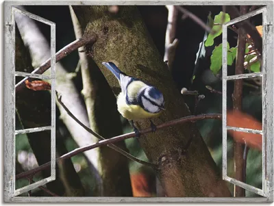 Produktbild von ARTland Leinwandbild Fensterblick - Blaumeise Größe: 40x30 cm