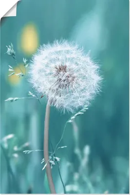 Produktbild von ARTland Poster Pusteblume Größe: 80x120 cm