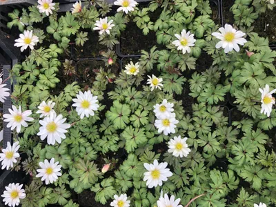 Zdjęcie produktu dla 6 x Anemone Blanda 'White Splendour' w doniczce 9x9 cm