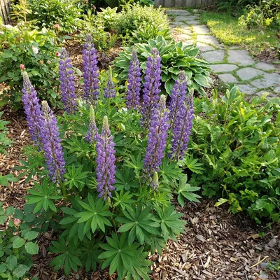 Image de Bloomique - Lot de 3 - Lupinus Gallery Blue - Lupin - Rustique - Vivace - Hauteur 10-20 cm - Pot 9 cm