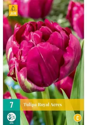 Productafbeelding van Tulipa royal acres JUB, 7 bollen