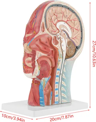 Produktbild von Medizinisches Kopfmodell, Anatomisches Kopfmodell, Medizinisches Gehirnmodell, Anatomisches Gehirnmodell, Kopf-Hals-Modell