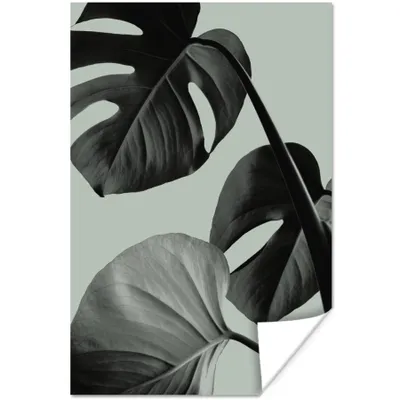 Produktbild von MuchoWow® Poster Monstera - Blätter - Grün - Stilleben 60x90 cm - Wanddekoration