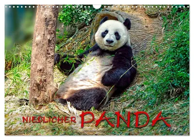 Produktbild von Niedlicher Panda (Wandkalender 2027 DIN A3 quer), CALVENDO Monatskalender