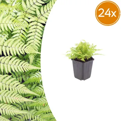 Produktbild von Dryopteris filix-mas | 24 Stück - 10-25cm - Ø9cm - Gartenpflanze