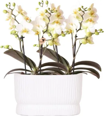 Obrázek produktu pro Bílá orchidej Lausanne Ø9cm 2 orchideje - bílý kvetinác Diabolo Twin White