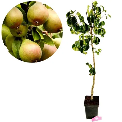 Obrázek produktu pro Pyrus communis 'Beurre Hardy', hrušeň, 5litrový květináč