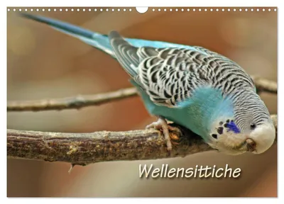 Produktbild von Wellensittiche (Wandkalender 2027 DIN A3 quer), CALVENDO Monatskalender