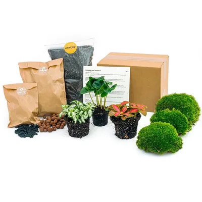 A terrarium kit with plants, soil, moss, and instructions.