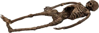 Produktbild von Skelett einer Ganzkörper Moorleiche 145 cm