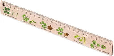 Produktbild von Metrie, Didakt-M07 Holzlineal, bedrucktes Laubbäume, 25 cm