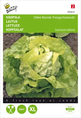 Immagine prodotto di Lattuga "Grande Blonde Paresseuse" | Semi di lattuga di Buzzy Seeds