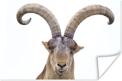 Produktbild von MuchoWow® Poster Steinbock - Tiere - Hoorn 90x60 cm - Schlafzimmer
