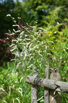 Produktbild von Sanguisorba tenuifolia, Wiesenknopf, ca. 11x11 cm Topf
