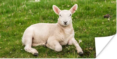 Produktbild von MuchoWow® Poster Schafe - Tiere - Lamm 150x75 cm - ohne Rahmen