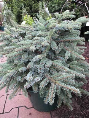 Produktbild von Picea mariorika Machala - Flachwachsende serbische Schwarzfichte - 30-40