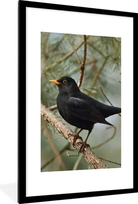 Produktbild von MuchoWow® Gerahmtes Poster Vogel - Amsel - Zweige - Tiere 60x90 cm - Poster mit Schwarzem Bilderrahmen Wandposter Rahmen Foto Bilder - Dekoration - Wandposter Wohnzimmer - Hochwertig
