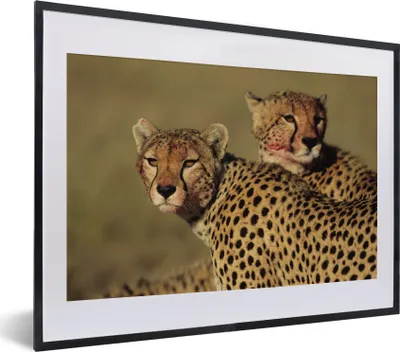 Produktbild von MuchoWow® MuchoWow® Gerahmtes Poster Zwei Geparden in der Savanne 40x30 cm - Poster mit zchwarzem Bilderrahmen - Bilderrahmen - Poster im Rahmen