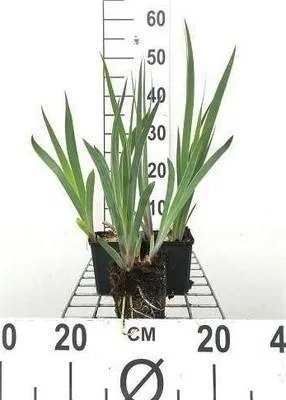 Zdjęcie produktu dla 6 x Iris (germ.) 'Black Knight' - Schwertlilie - Topf 9 x 9 cm