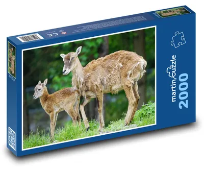 Obrázok produktu pre Puzzle 2000 Muflón a jeho mláďa - martinpuzzle