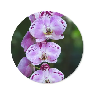 Produktbild von MuchoWow® Mauspad Mousepad Blühende Orchideen 50x50 cm - Mousepads - Maus Mat - Pad - Mausunterlage - Vinyl