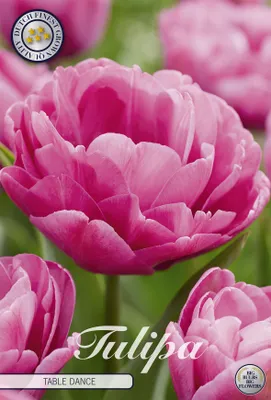 Artikelbild 2 von 'Tulpe Table dance (7 Stück)' aus der Kategorie Tulpenzwiebeln