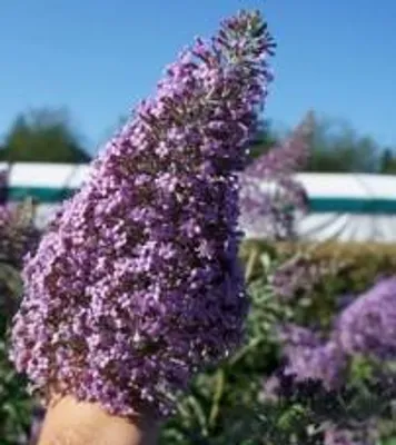 Image de Buddleia x davidii 'Gulliver' / Arbre aux papillons à fleurs géantes