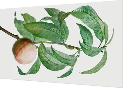 Produktbild von Selbstklebende Fototapete - Wandbilder für Wohnzimmer - 416x254 - Dekorative Wandfolie - Modernes Design für Wanddekoration - Tapeten für Innenräume - Reifer Pfirsich