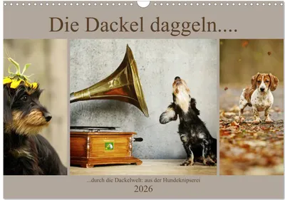 Produktbild von Die Dackel daggeln.... (Wandkalender 2026 DIN A3 quer), CALVENDO Monatskalender