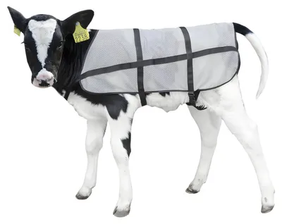 Productafbeelding van Lichaamsbewaker Kalb Sommerdecke