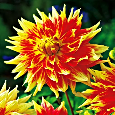 Image de Dahlia décoratif Bodacious 1 pièce Dahlias plants plantons gros bulbes