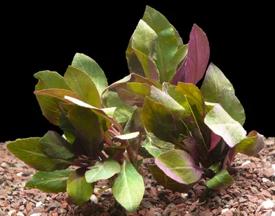 Produktbild von 1 Bund Kardinalslobelie (Lobelia Cardinalis)