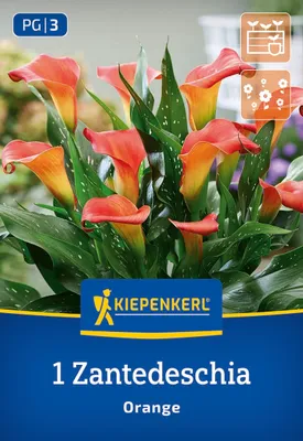 Produktbild von Kiepenkerl Calla Orange Zantedeschia x Hybrida 1 Pflanze