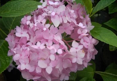 Produktbild von Bauernhortensie Semperflorens - Ballhortensie - Hydrangea macrophylla Semperflorens