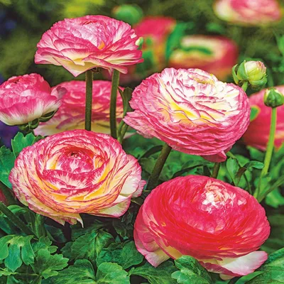 Obrázok produktu pre Ranunculus Buttercup Picotee Rose 5 ks Buttercups sadeničky hľuzy