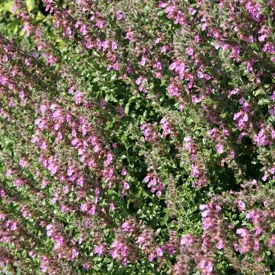 Obrázok produktu pre 6 x Gamander Bastard - Teucrium lucidrys | Kvetináč 9cm x 9cm