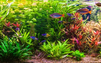 Produktbild von Aquarium-Pflanzenset 'Regenbogen' bis 200L