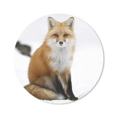 Produktbild von MuchoWow® Mauspad Mousepad Fuchs - Schnee - Winter 20x20 cm - Mousepads - Maus Mat - Pad - Mausunterlage - Schreibtischmatte