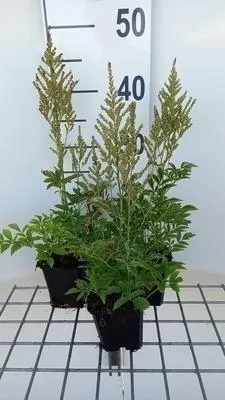 Immagine prodotto di 6 x Astilbe (a) 'Snowdrift' - Prachtspiere - Topf 9 x 9 cm
