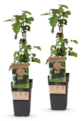 Image de Green boutiQ - Arbre fruitier - Rubus fruticosus Black Satin - Mûrier - Résistant au froid - Mûre noire - 2 plants - Pot de 15 cm - Hauteur 50 cm