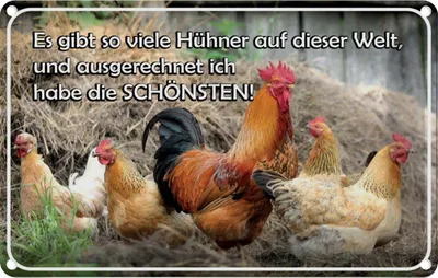 Produktbild von vianmo Blechschild 20x30 cm es gibt so viele Hühner und Tier Haustier