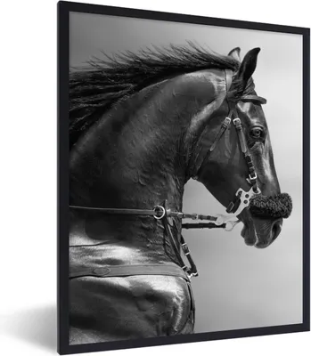 Produktbild von MuchoWow® Gerahmtes Poster Pferde - Schwarz - Porträt - Tiere 60x80 cm - Poster mit Schwarzem Bilderrahmen Wandposter Rahmen Foto Bilder - Premium - Wanddeko Wohnzimmer