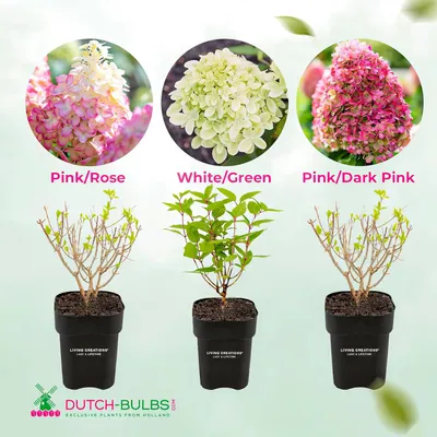 Produktbild von Hortensien Winterhart Paniculata Collection (3 Pflanzen) - Hydrangea pflanzen aus Holland - Echte Garten Hortensie (kein Samen, Kunstblumen und nicht künstlich) - Mehrjährig Balkonpflanzen