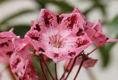 Produktbild von Lorbeerrose - Berglorbeer Moyland - Kalmia latifolia Moyland - 30-40cm